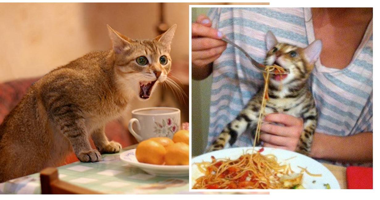 Почему кошка не ест: причины и советы ветеринаров, что делать