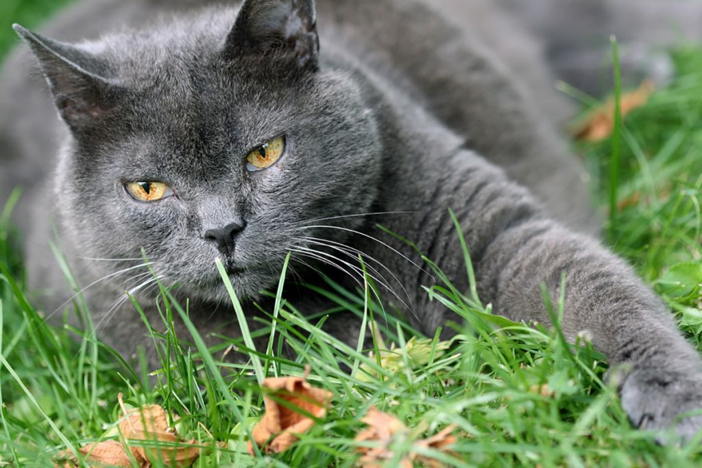 Шартрез (картезианская кошка): цвет шерсти, плюсы и минусы характера, факты о содержании и стоимости котенка + 150 фото породы