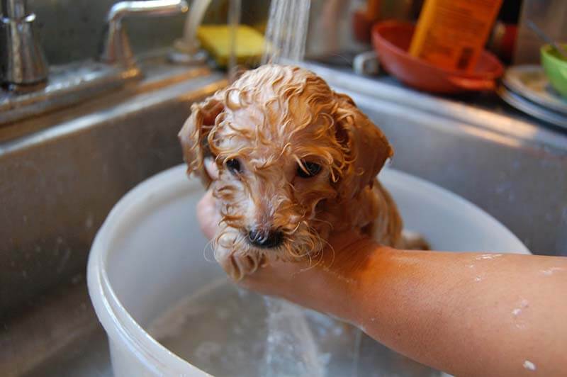 Можно ли мыть собаку шампунем, мылом, гелем для душа?