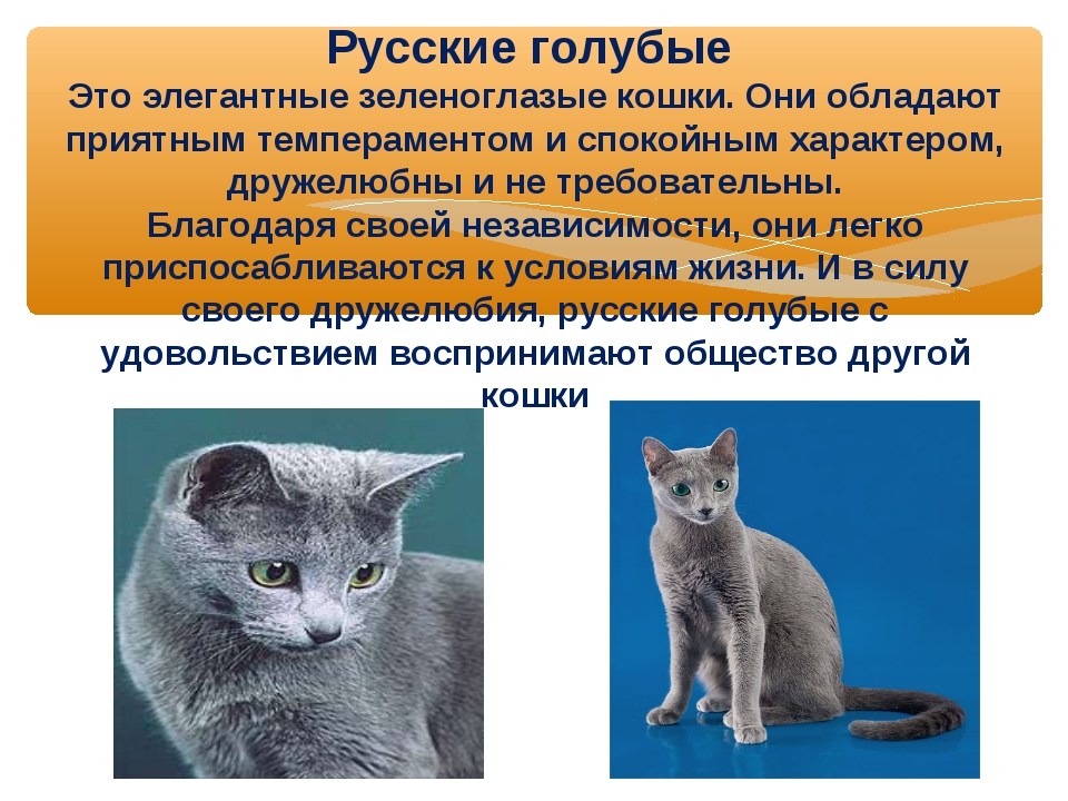 Кошка шартрез: описание породы, фото, видео, отзывы владельцев