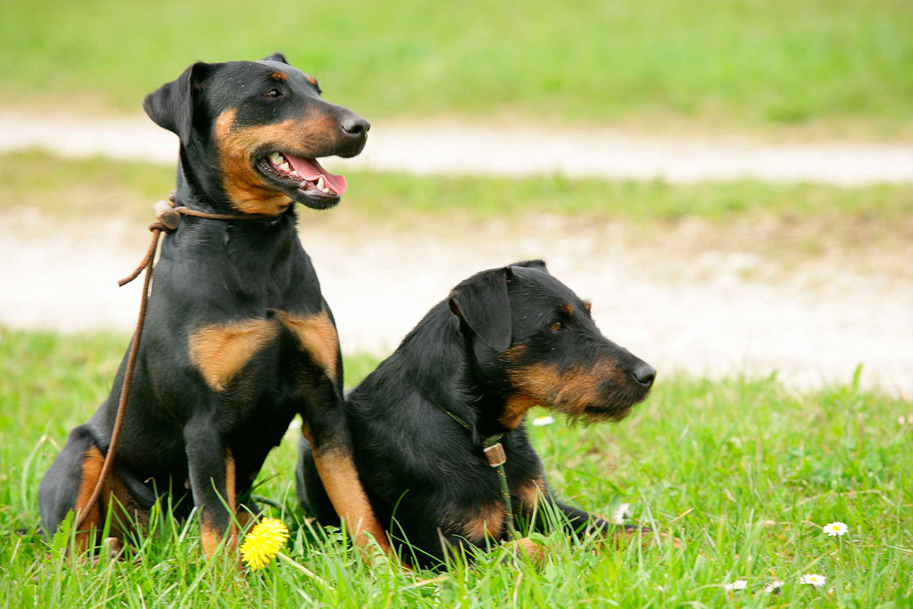 Немецкий ягдтерьер: отличный охотник и верный друг семьи - интересное про собак