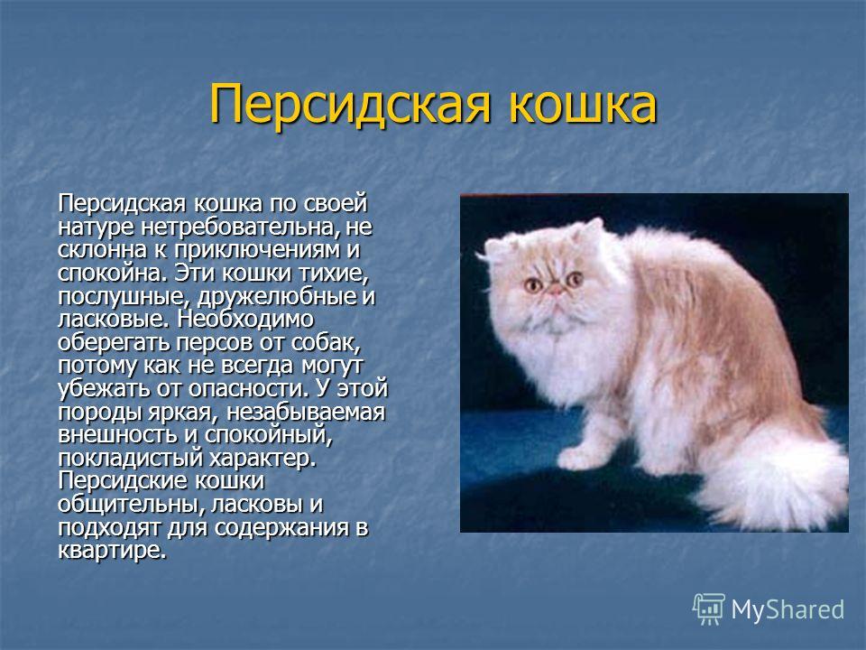 Сколько лет живут персидские кошки в домашних условиях: факты