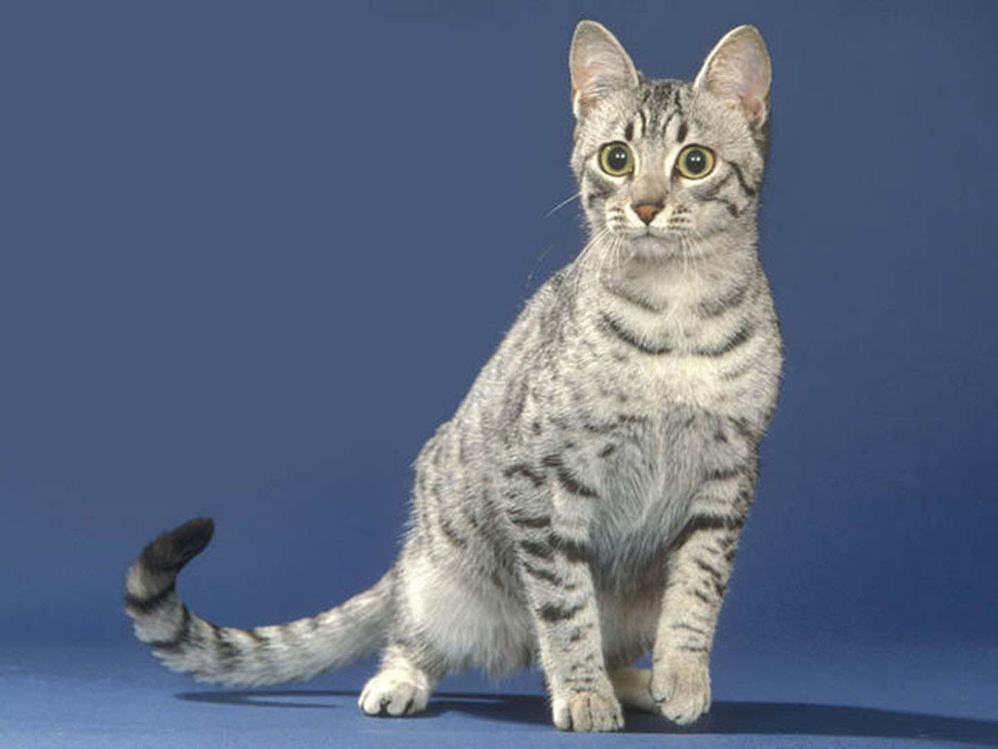 Порода кошек Египетская МАУ