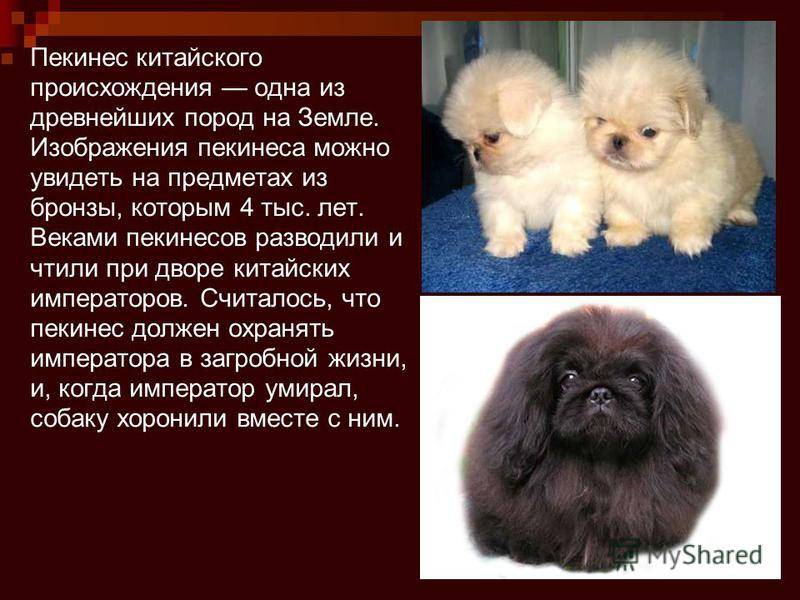 Собака пекинес: описание, фото, характер, болезни, уход и содержание породы