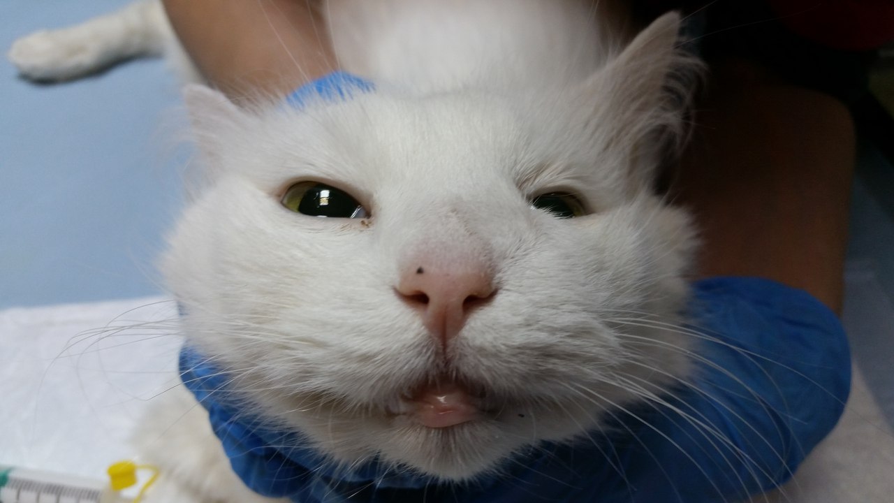 Воспаление параанальных желез у кошек | ваши питомцы
