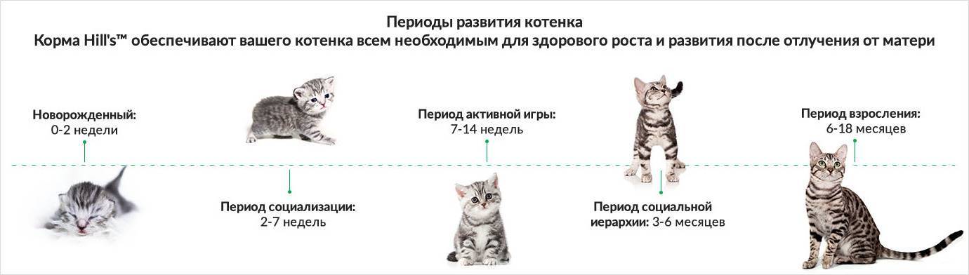 Когда котята начинают ходить, а не ползать: этапы развития малышей, отклонения от сроков, возможные проблемы и заболевания