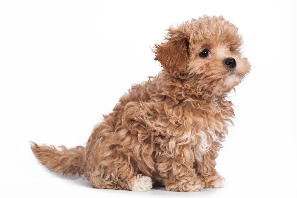 Мальтипу собака: описание, фото и стоимость породы
