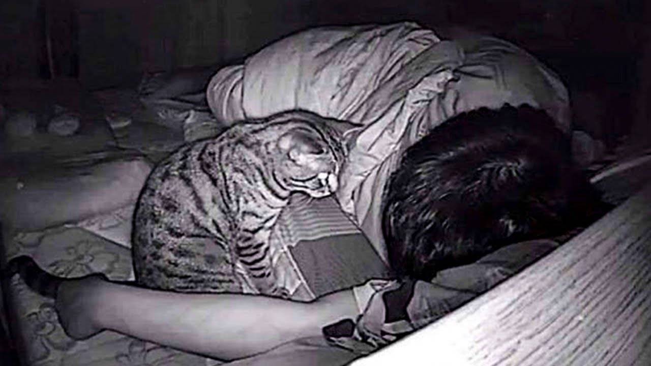 Как приучить кота спать ночами и в утренние часы?