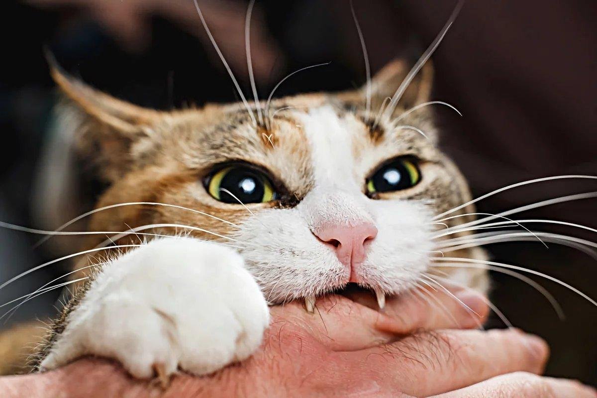 Как отучить взрослую кошку кусаться и царапаться: находим причину и решаем | звери дома