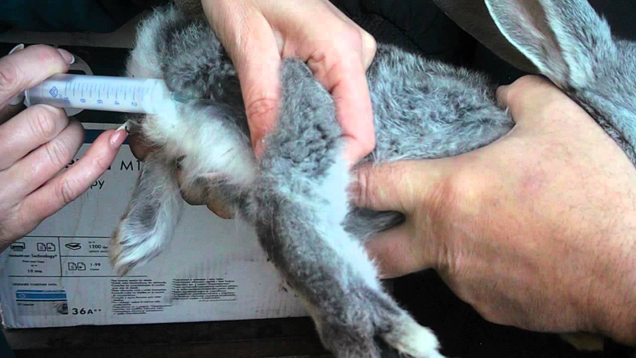 Пододерматит и натоптыши у кроликов: лечение