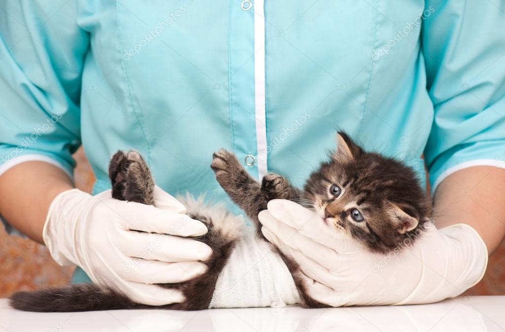 Уход за новорожденными котятами – как выкормить и воспитать? ׀ hill's pet