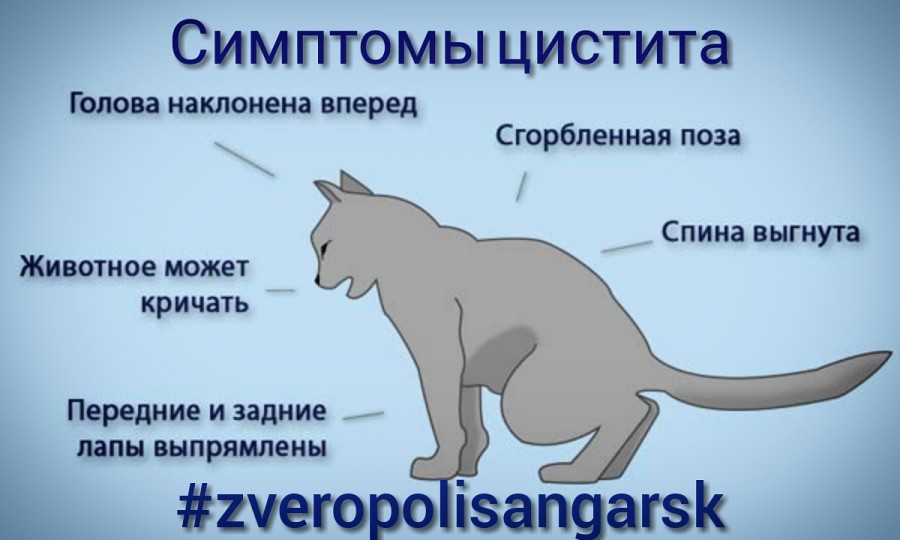 ᐉ котенок хромает на переднюю лапу что делать, причины хромоты у кошек - zoomanji.ru