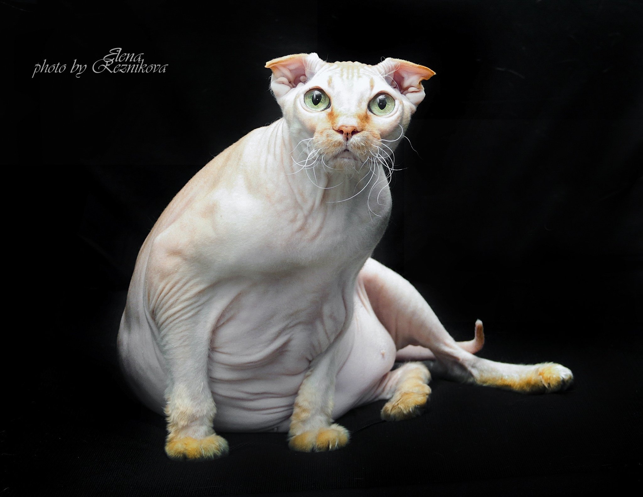 Кто такая украинская левкая кошка: особенности породы вислоухих сфинксов