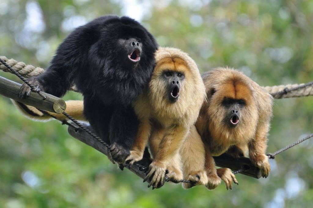 Ревун – самая шумная обезьяна. обезьяна-ревун: описание приматов и значение их криков презентация на тему рыжий ревун