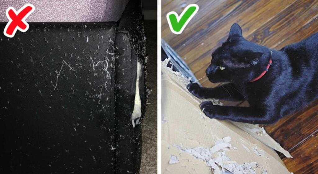 Как отвадить кота метить входную дверь