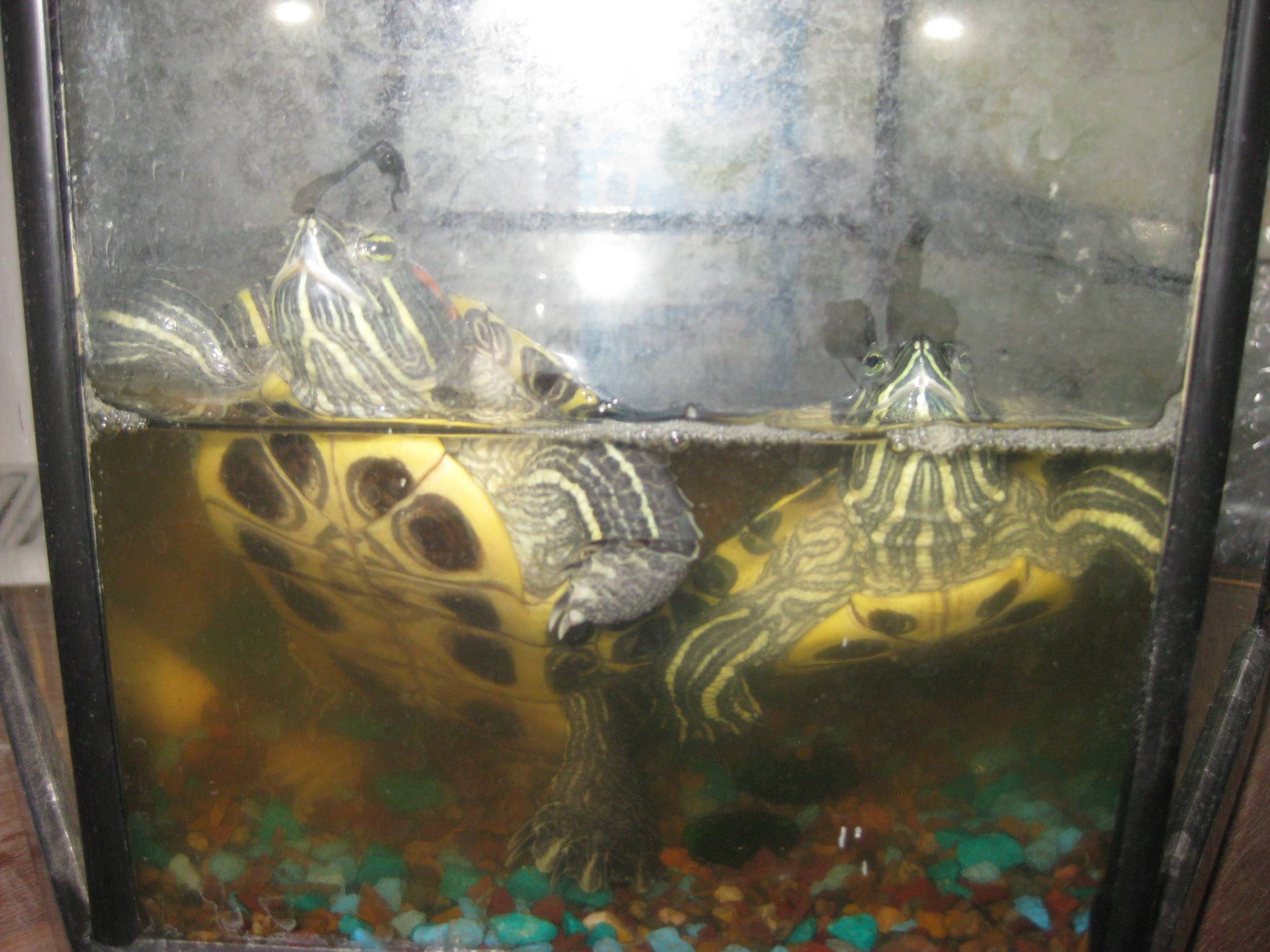 Менять воду черепахе. Аквариум для красноухой черепахи. Аквариум 150 литров для красноухой черепахи. Черепашки в аквариуме. Взрослая красноухая черепаха в аквариуме.