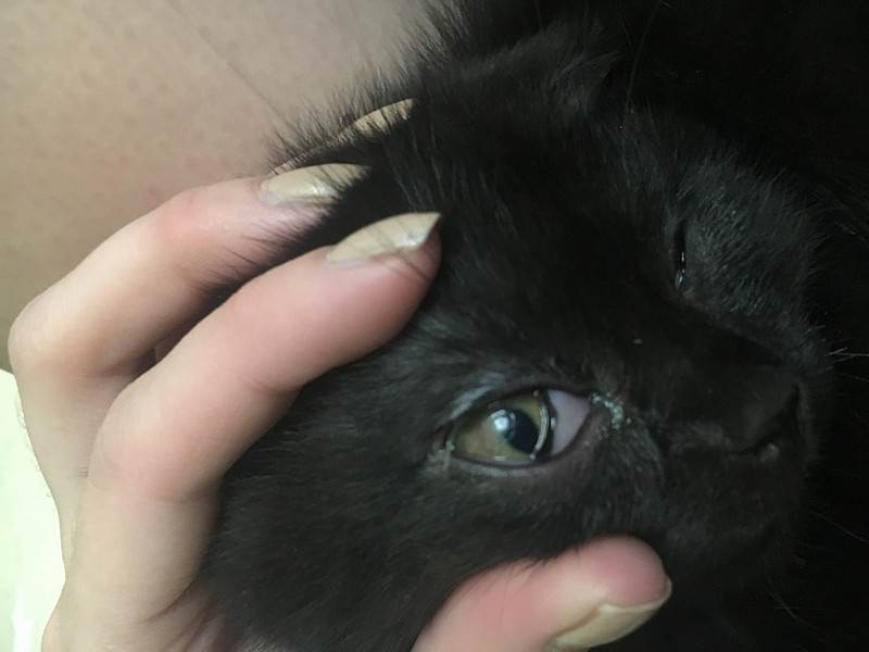 У кошки темные коричневые выделения из глаз: что это такое и чем лечить животное?