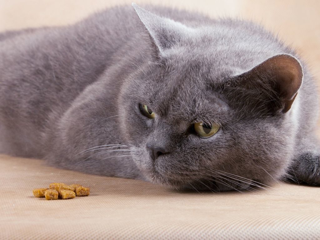 Кот плохо ест. кот мало ест. почему домашний кот стал мало кушать
