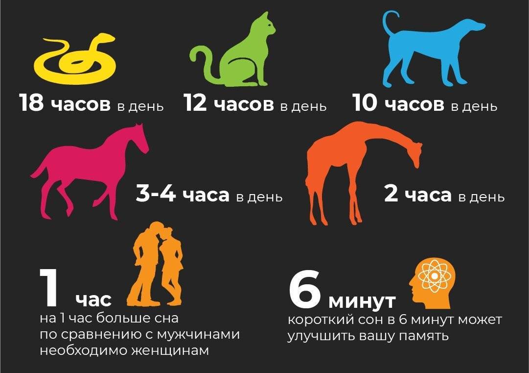 Сколько времени должна спать собака в сутки: возраст, нагрузка и режим дня