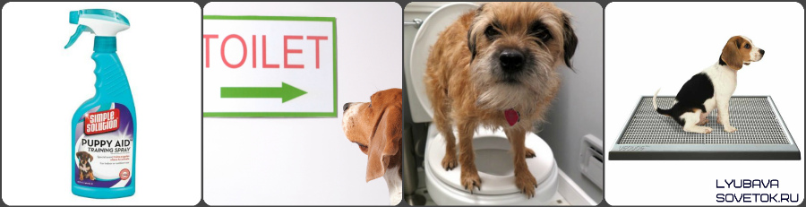 Как правильно приучить собаку к туалету на улице