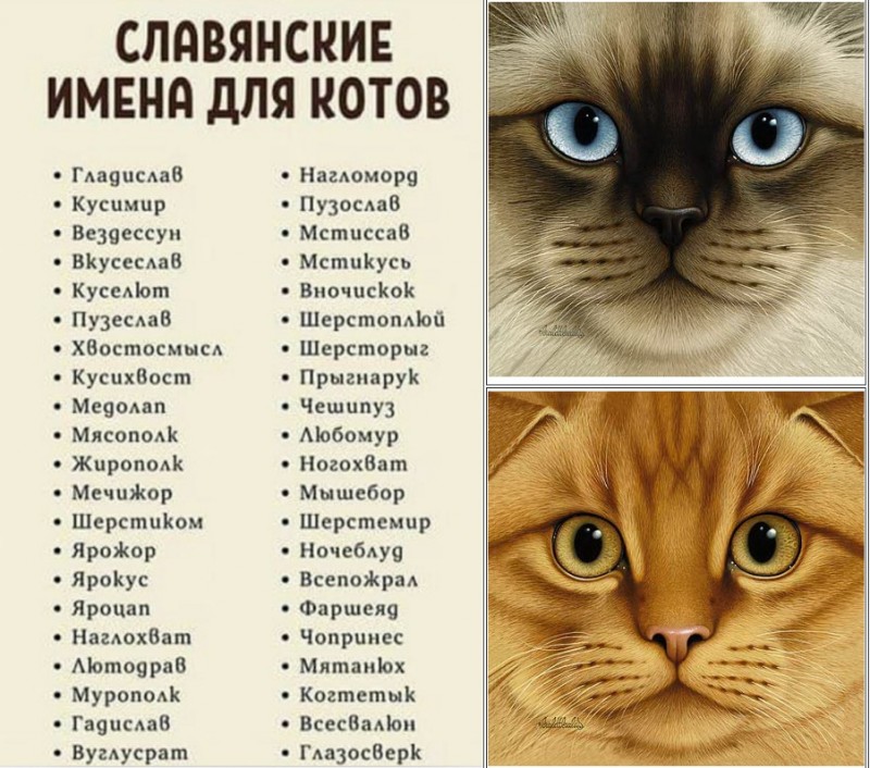 ᐉ как назвать полосатого или пятнистого котенка - ➡ motildazoo.ru