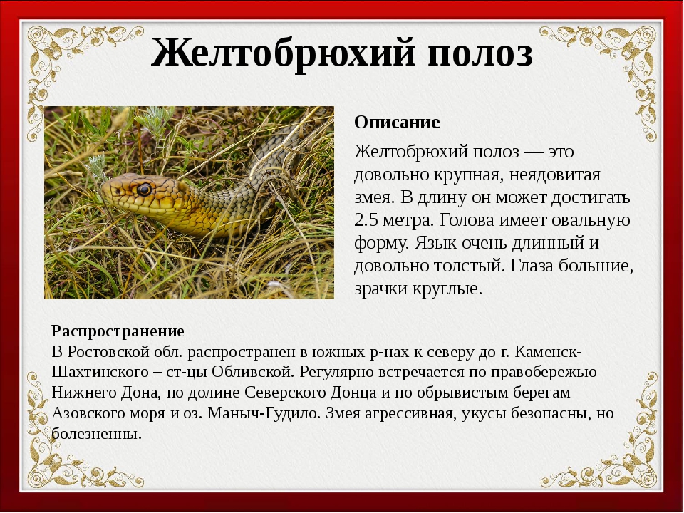 Змеи, обитающие на побережье чёрного моря