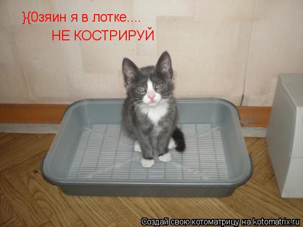 Почему кошка долго сидит в лотке