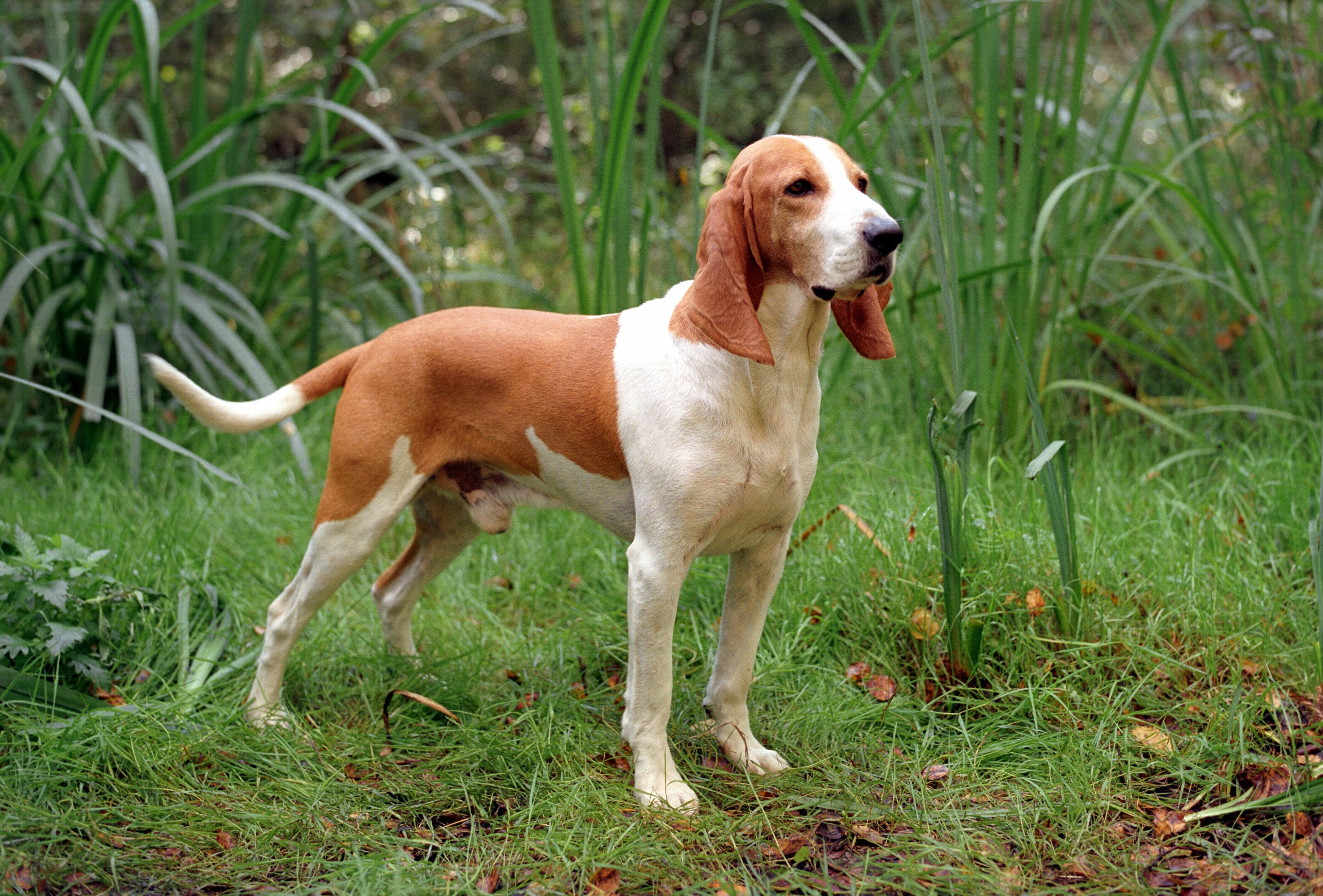 Популярные породы гончих собак с фото и описанием: как определиться с выбором