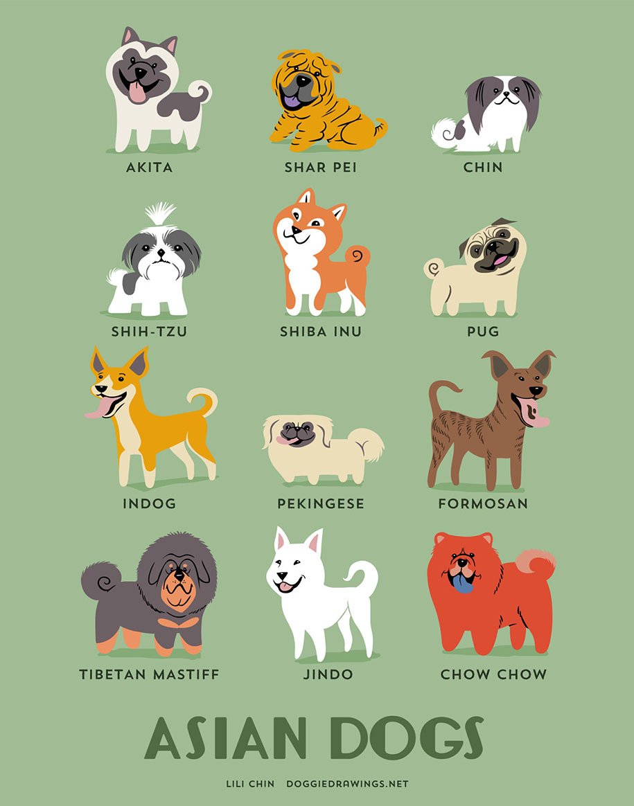 Японские породы собак: названия, фото, описание, характеристика