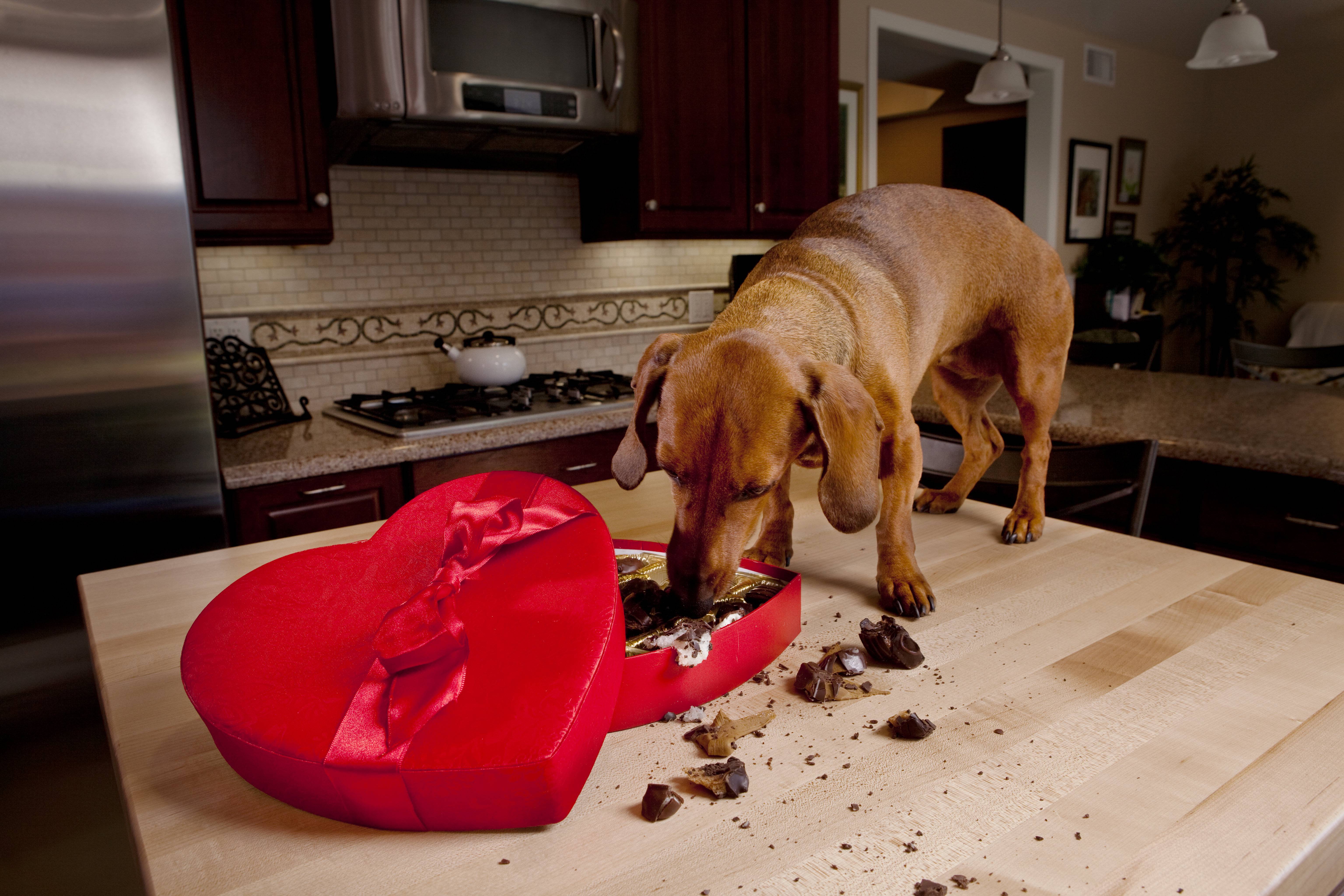 Как помочь собаке, съевшей шоколад: 8 шагов