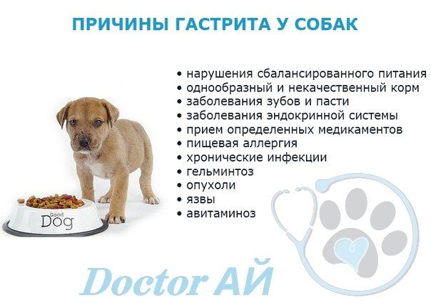 Рвота с кровью у собак. ветеринарная клиника "зоостатус"