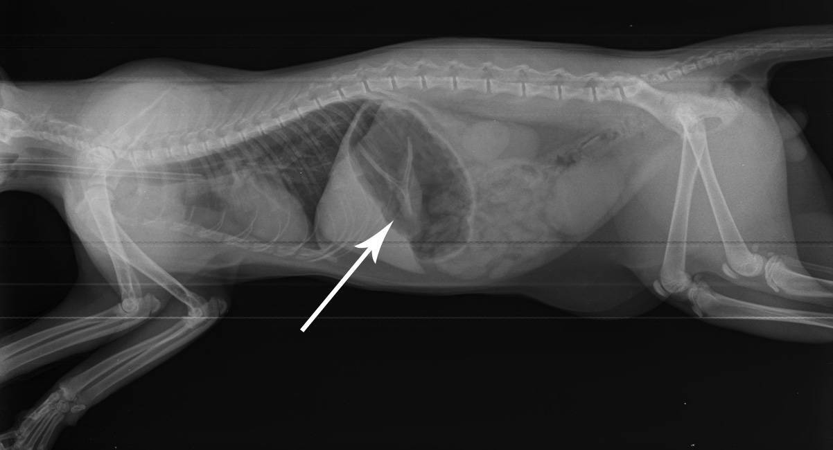 Чем можно помочь собаке проглотившей трубчатую косточку полностью