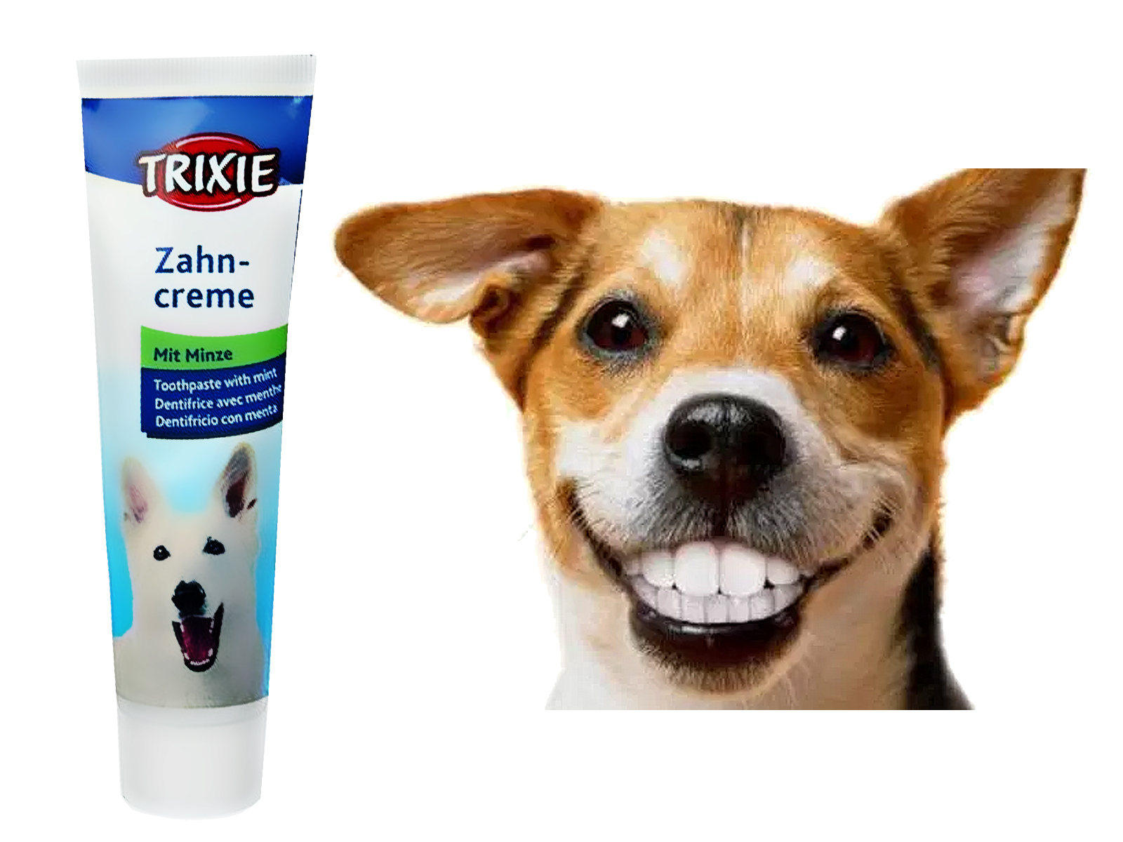 Зубной камень у собак — описание и топ-16 средств лечения и профилактики