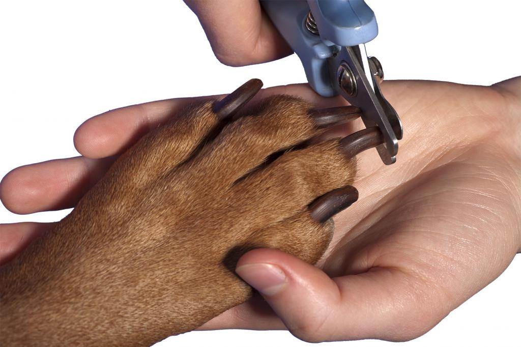 Как правильно подстричь собаке когти в домашних условиях