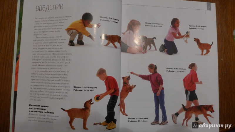 Как дрессировать щенка: в домашних условиях, правильно, научить