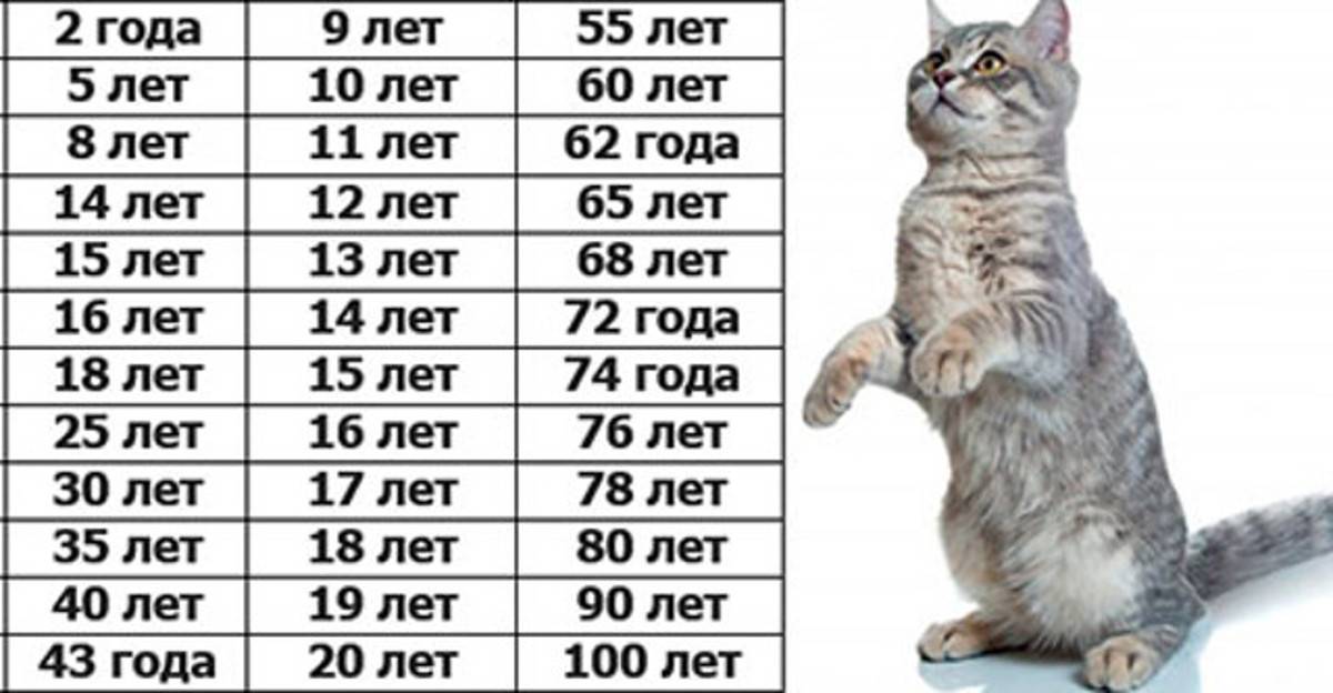 Возраст кошки по человеческим меркам: калькулятор расчёта в зависимости от размера животного, таблица