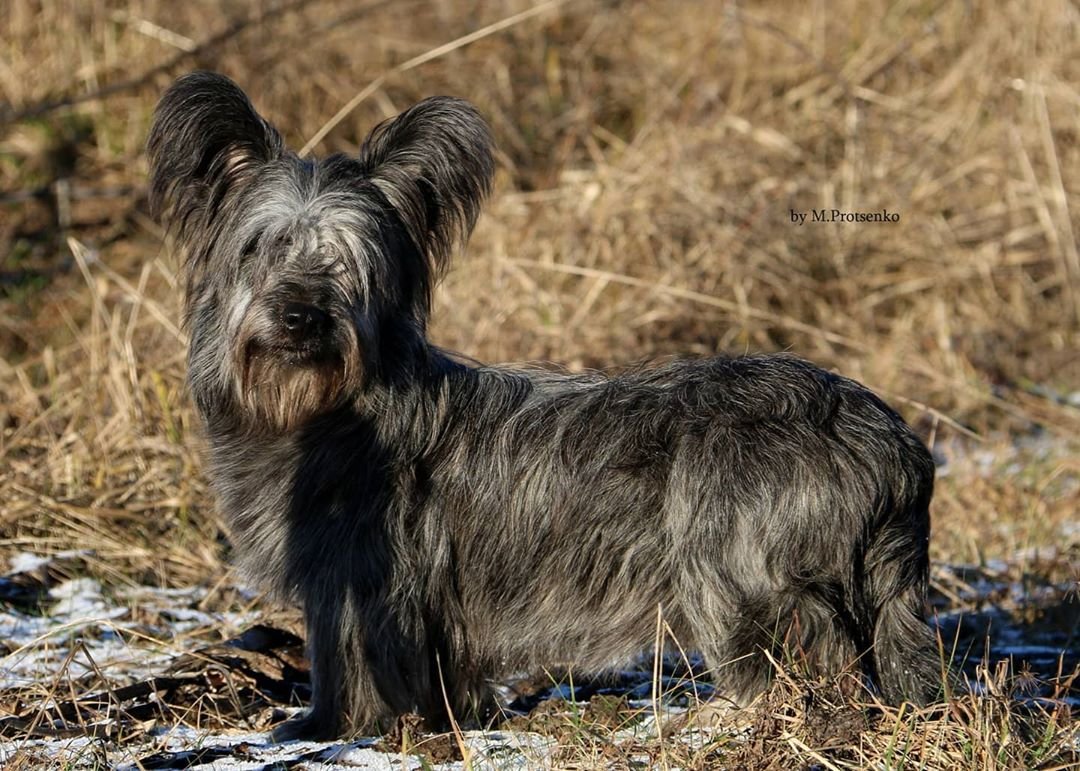 Описание породы собак скай терьер с отзывами владельцев и фото