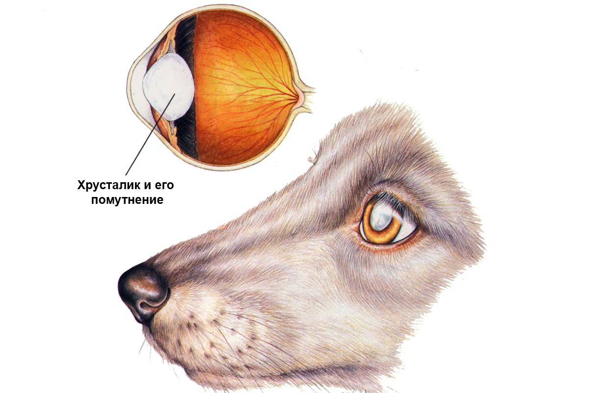 Глаукома у кошек: причины болезни, признаки, диагностика и терапия