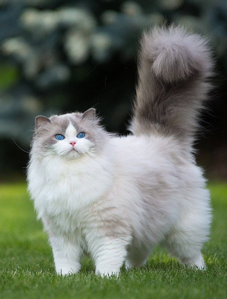 Пушистое чудо: фотографий удивительной красоты котов со всего мира (29 фото)