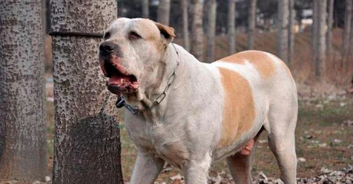 Описание породы собак пакистанский мастиф: характер, уход, предназначение