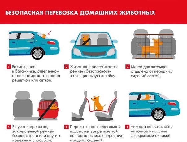 Как правильно перевозить собаку в машине: основные правила и советы