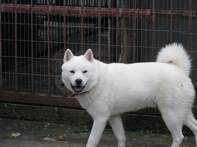 Хоккайдо (айну) – японская порода собак. хоккайдо (порода собак): подробное описание