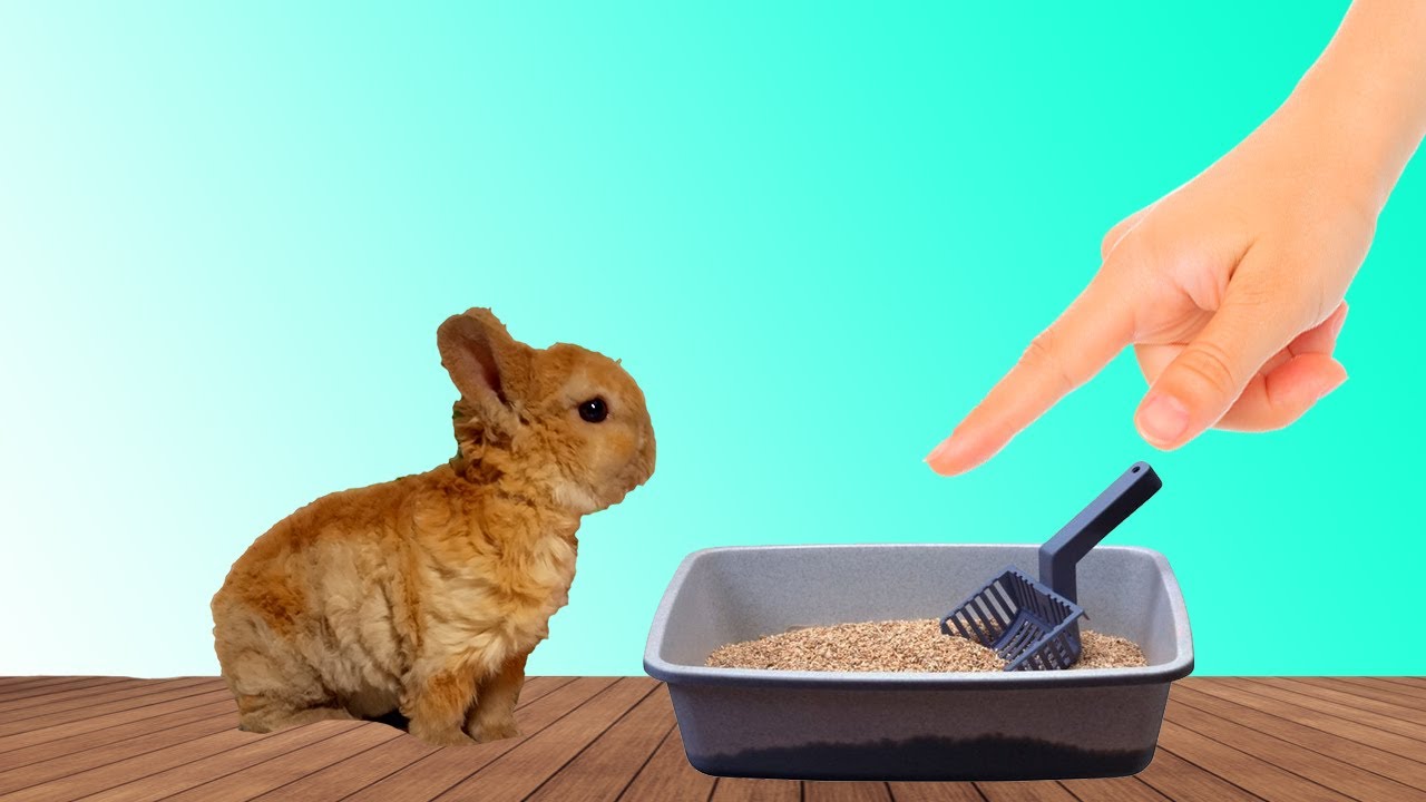 Как приучить кролика к лотку: пошаговая инструкция, советы и рекомендации