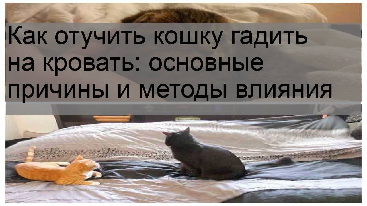 Примета: если кошка или кот нагадил на кровать, хотя приучен к лотку