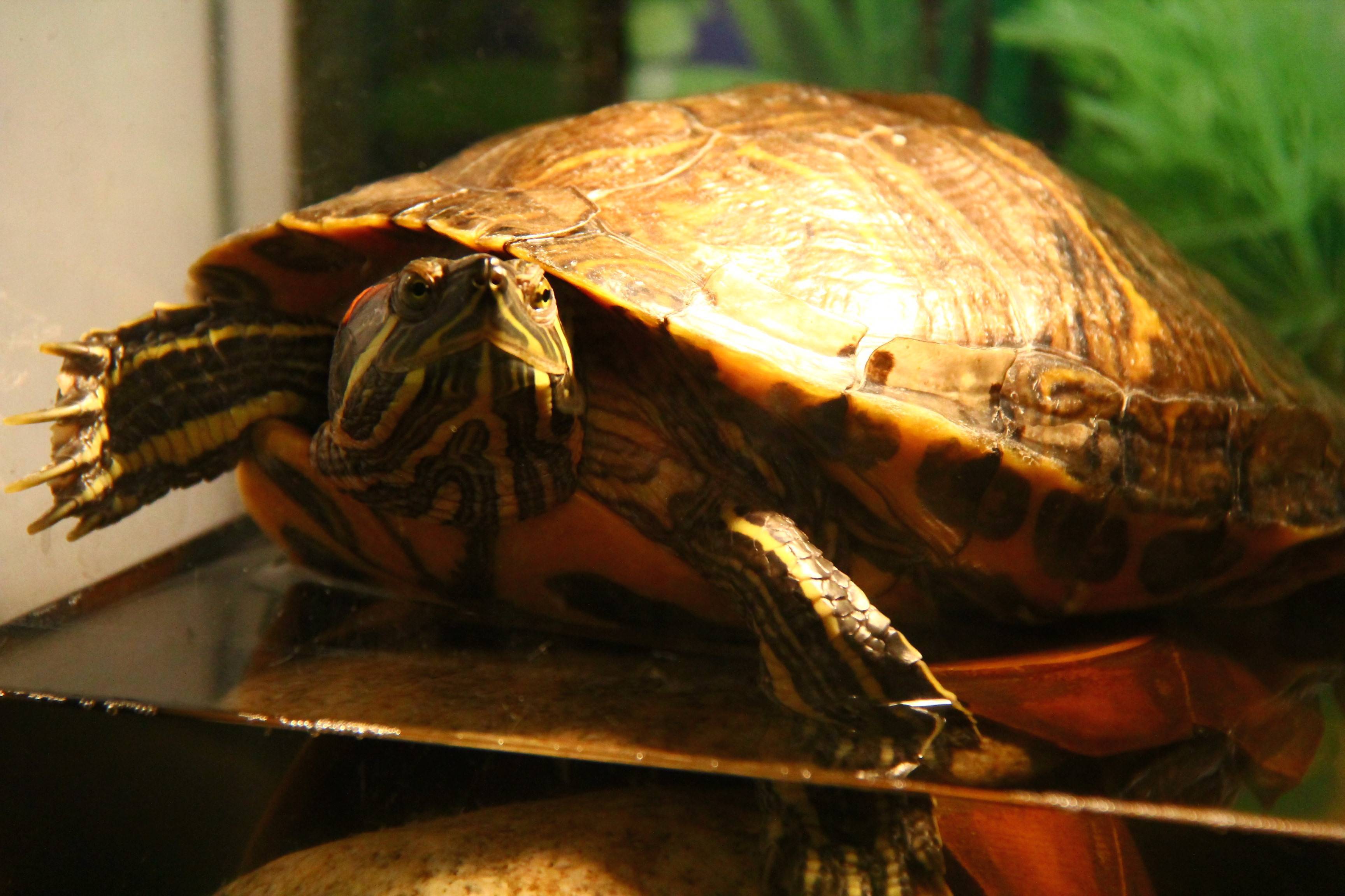 Спячка черепахи в домашних условиях. Красноухая черепаха. Красноухая Болотная черепаха. Красноухая черепаха сухопутная. Дикие красноухие черепахи.