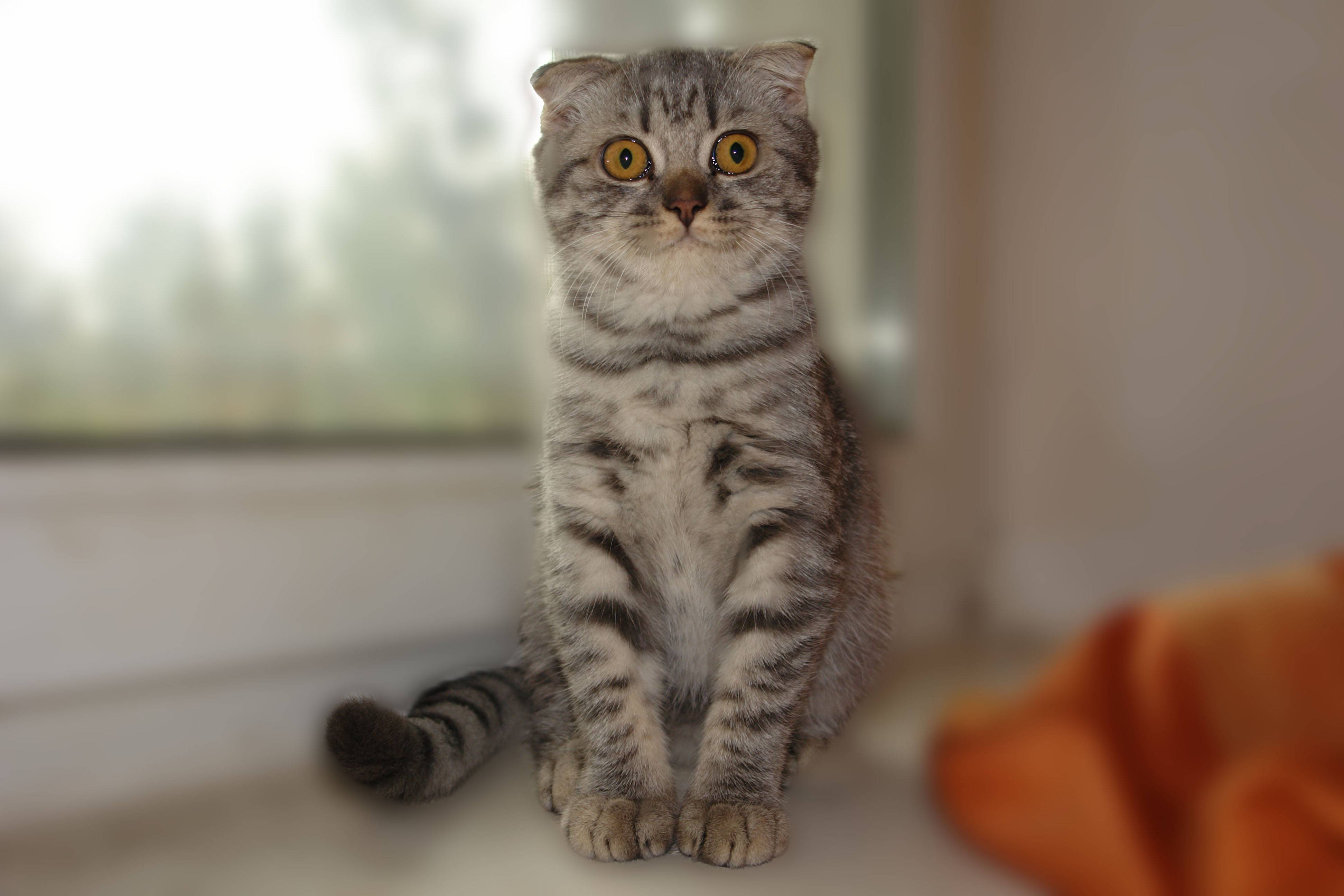 Шотландский вислоухий кот (фото): комок счастья