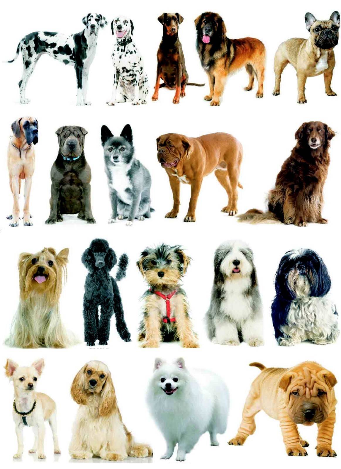 15 редких пород собак | домашние животные