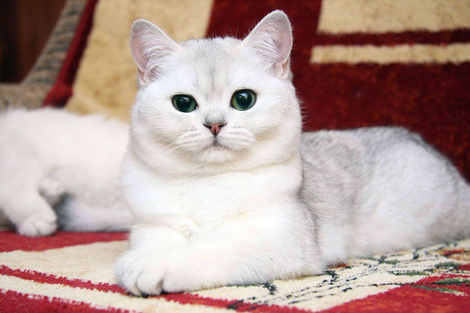 Британская кошка: описание породы