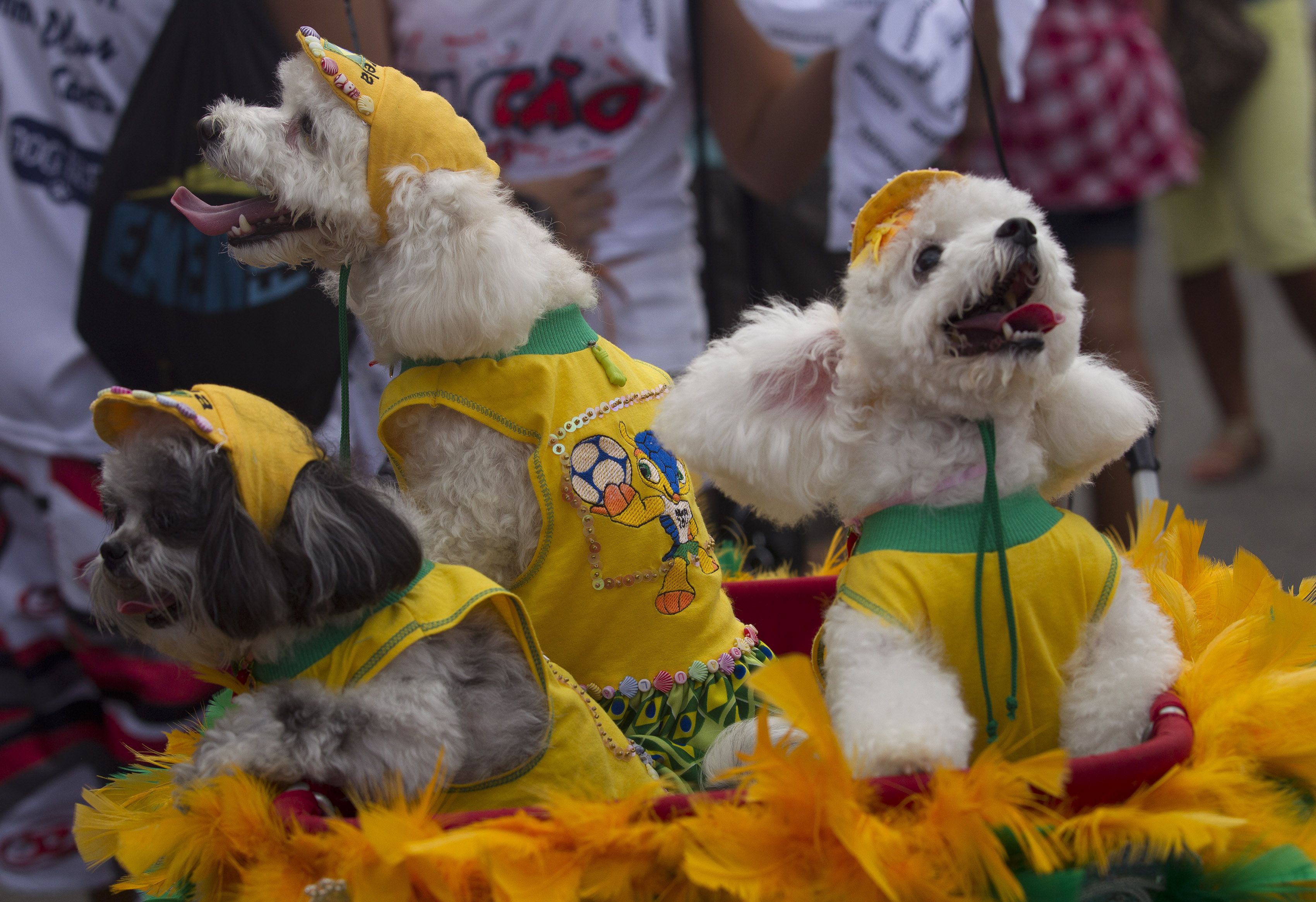 Все откровения без цензуры: вся магия, традиции и история бразильского карнавала в рио де жанейро