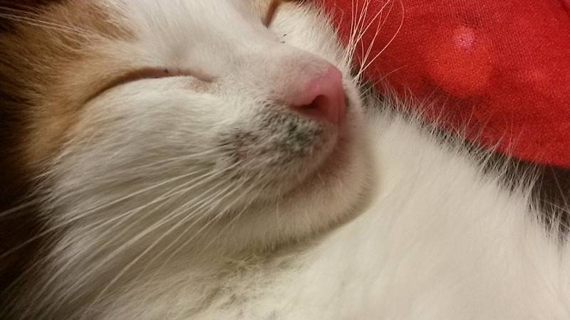 Какой нос должен быть у здоровой кошки и причины отклонений от нормы